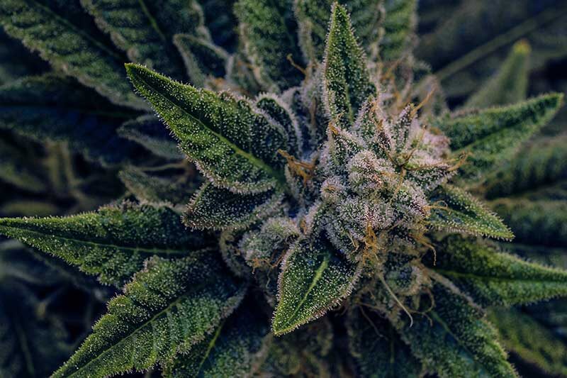 | Terrapin Care Station cannabis for beginners - Live cannabis plant macro bud shot