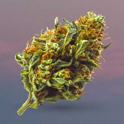 marijuana flower dispensary colorado