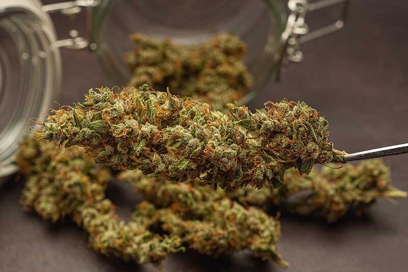 | Terrapin Care Station recreational marijuana dispensary Lyons colorado